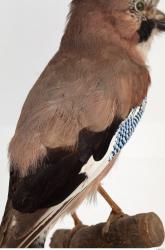 Jay - Garrulus glandarius